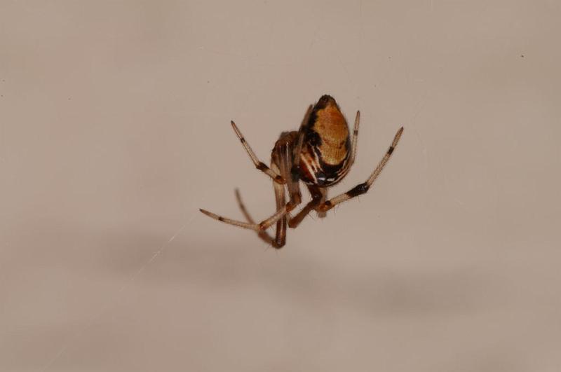 Parasteatoda_lunata_D6043_Z_82_Les Gris_Frankrijk.jpg